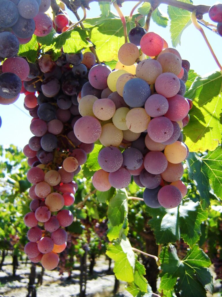 Uvas